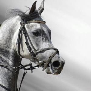 Meet your Posher, Teresa